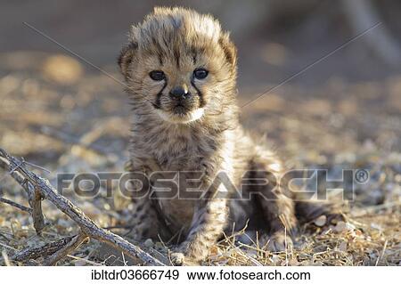 Stock Photo - "Cheetah (Acinonyx jubatus), cub, 19 days, captive, Namibia, Africa". Fotosearch