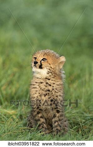Stock Image - "Cheetah (Acinonyx jubatus) cub, native to Africa, captive, Germany, Europe". Fotosearch