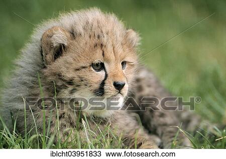 "Cheetah (Acinonyx jubatus) cub, native to Africa, captive, Germany, Europe" View Large Photo Image Stock Image - "Cheetah (Acinonyx jubatus) cub, native to Africa, captive, Germany, Europe". Fotosearch