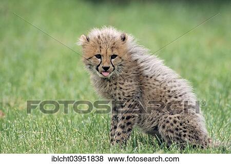 "Cheetah (Acinonyx jubatus) cub, native to Africa, captive, Germany, Europe" View Large Photo Image Stock Photo - "Cheetah (Acinonyx jubatus) cub, native to Africa, captive, Germany, Europe". Fotosearch