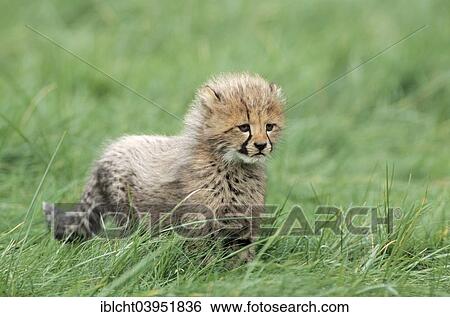 "Cheetah (Acinonyx jubatus) cub, native to Africa, captive, Germany, Europe" View Large Photo Image Stock Photograph - "Cheetah (Acinonyx jubatus) cub, native to Africa, captive, Germany, Europe". Fotosearch
