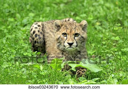 "Cheetah (Acinonyx jubatus), cub, native to Africa, captive, Nuremberg, Middle Franconia, Bavaria, Germany, Europe" View Large Photo Image Stock Image - "Cheetah (Acinonyx jubatus), cub, native to Africa, captive, Nuremberg, Middle Franconia, Bavaria, Germany, Europe". Fotosearch