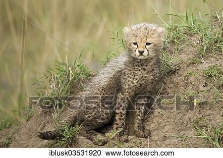 "Cheetah (Acinonyx jubatus), cub, several weeks, Massai Mara, Serengeti, Rift Valley province, Kenya, Africa" View Large Photo Image Stock Image - "Cheetah (Acinonyx jubatus), cub, several weeks, Massai Mara, Serengeti, Rift Valley province, Kenya, Africa". Fotosearch