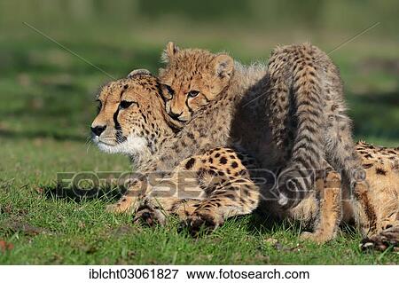 Stock Photo - "Cheetah (Acinonyx jubatus), cub playing with female, occurrence in Africa, captive, Germany, Europe". Fotosearch