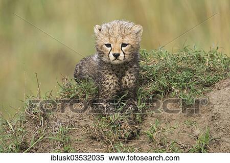 Stock Photography - "Cheetah (Acinonyx jubatus), cub, several weeks, Massai Mara, Serengeti, Rift Valley province, Kenya, Africa". Fotosearch