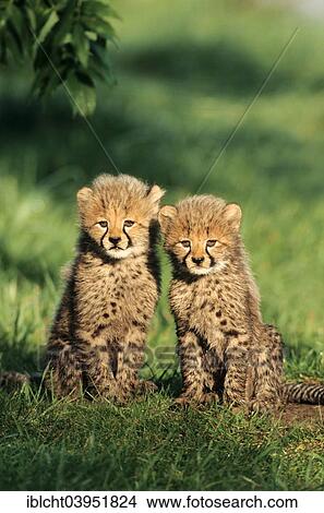 Picture - "Cheetah (Acinonyx jubatus) cubs, native to Africa, captive, Germany, Europe". Fotosearch
