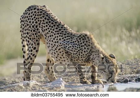 "Cheetah (Acinonyx jubatus), drinking water, Kgalagadi Transfrontier Park, South Africa, Africa" View Large Photo Image Stock Photography - "Cheetah (Acinonyx jubatus), drinking water, Kgalagadi Transfrontier Park, South Africa, Africa". Fotosearch