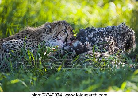 "Cheetah (Acinonyx jubatus) feeding on an ostrich carcass, Kgalagadi Transfrontier Park, South Africa, Africa" View Large Photo Image Picture - "Cheetah (Acinonyx jubatus) feeding on an ostrich carcass, Kgalagadi Transfrontier Park, South Africa, Africa". Fotosearch