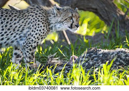Stock Image - "Cheetah (Acinonyx jubatus) feeding on an ostrich carcass, Kgalagadi Transfrontier Park, South Africa, Africa". Fotosearch