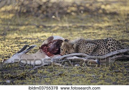 "Cheetah (Acinonyx jubatus) feeding on prey, Nossob, South Africa, Africa" View Large Photo Image Stock Photo - "Cheetah (Acinonyx jubatus) feeding on prey, Nossob, South Africa, Africa". Fotosearch