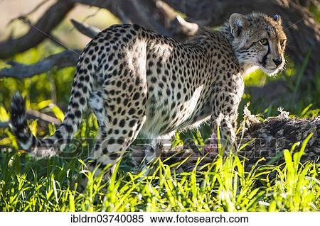 "Cheetah (Acinonyx jubatus) feeding on an ostrich carcass, Kgalagadi Transfrontier Park, South Africa, Africa" View Large Photo Image Stock Photography - "Cheetah (Acinonyx jubatus) feeding on an ostrich carcass, Kgalagadi Transfrontier Park, South Africa, Africa". Fotosearch
