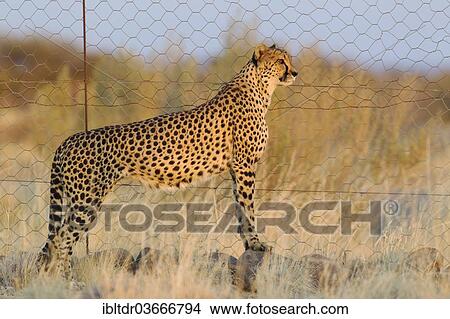 "Cheetah (Acinonyx jubatus), female at the fence of her enclosure, Namibia, Africa" View Large Photo Image Picture - "Cheetah (Acinonyx jubatus), female at the fence of her enclosure, Namibia, Africa". Fotosearch