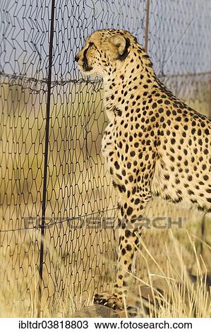 "Cheetah (Acinonyx jubatus), female at the fence of her enclosure, captive, Namibia, Africa" View Large Photo Image Stock Image - "Cheetah (Acinonyx jubatus), female at the fence of her enclosure, captive, Namibia, Africa". Fotosearch