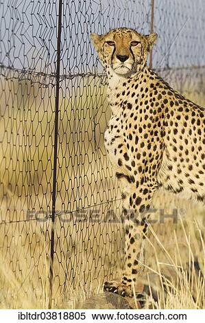 "Cheetah (Acinonyx jubatus), female at the fence of her enclosure, captive, Namibia, Africa" View Large Photo Image Stock Photography - "Cheetah (Acinonyx jubatus), female at the fence of her enclosure, captive, Namibia, Africa". Fotosearch