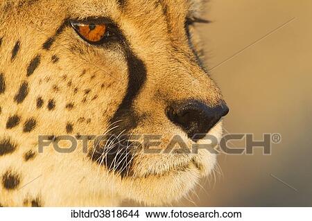 "Cheetah (Acinonyx jubatus), female in evening light, captive, Namibia, Africa" View Large Photo Image Picture - "Cheetah (Acinonyx jubatus), female in evening light, captive, Namibia, Africa". Fotosearch