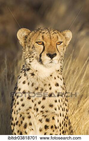 Stock Image - "Cheetah (Acinonyx jubatus), female in evening light, captive, Namibia, Africa". Fotosearch