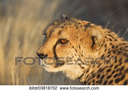 Stock Image - "Cheetah (Acinonyx jubatus), female in the evening light, captive, Namibia, Africa". Fotosearch