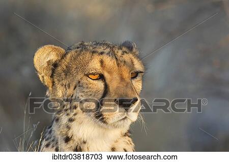 Stock Image - "Cheetah (Acinonyx jubatus), female in the evening light, captive, Namibia, Africa". Fotosearch