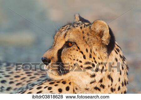 "Cheetah (Acinonyx jubatus), female in evening light, captive, Namibia, Africa" View Large Photo Image Stock Photo - "Cheetah (Acinonyx jubatus), female in evening light, captive, Namibia, Africa". Fotosearch