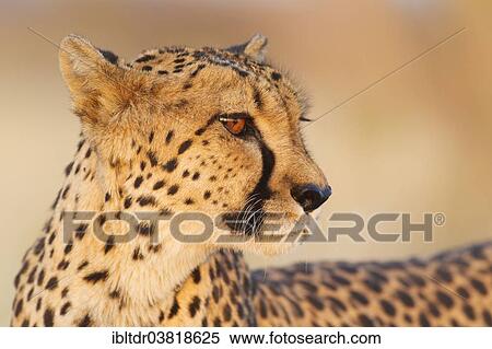 Stock Photography - "Cheetah (Acinonyx jubatus), female in evening light, captive, Namibia, Africa". Fotosearch