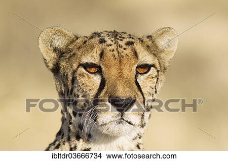 Picture - "Cheetah (Acinonyx jubatus), female, captive, Namibia, Africa". Fotosearch