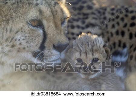 Picture - "Cheetah (Acinonyx jubatus), female with male cub, 19 days, captive, Namibia, Africa". Fotosearch
