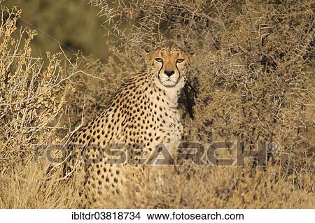 Picture - "Cheetah (Acinonyx jubatus), female, captive, Namibia, Africa". Fotosearch