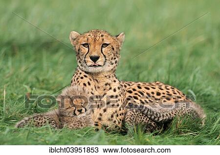 "Cheetah (Acinonyx jubatus), female with cubs, native to Africa, captive, Germany, Europe" View Large Photo Image Stock Image - "Cheetah (Acinonyx jubatus), female with cubs, native to Africa, captive, Germany, Europe". Fotosearch