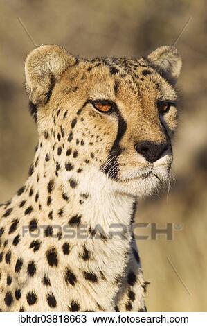 "Cheetah (Acinonyx jubatus), female, portrait, captive, Namibia, Africa" View Large Photo Image Stock Image - "Cheetah (Acinonyx jubatus), female, portrait, captive, Namibia, Africa". Fotosearch
