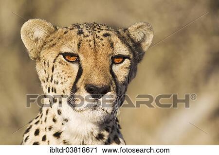 Stock Image - "Cheetah (Acinonyx jubatus), female, portrait, captive, Namibia, Africa". Fotosearch