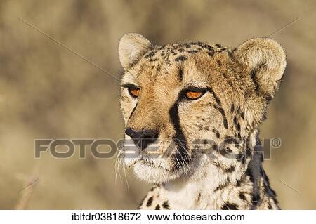 "Cheetah (Acinonyx jubatus), female, portrait, captive, Namibia, Africa" View Large Photo Image Stock Image - "Cheetah (Acinonyx jubatus), female, portrait, captive, Namibia, Africa". Fotosearch