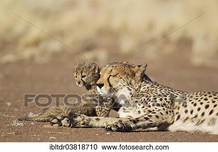 Stock Image - "Cheetah (Acinonyx jubatus), female resting with her cub, male, 39 days, captive, Namibia, Africa". Fotosearch