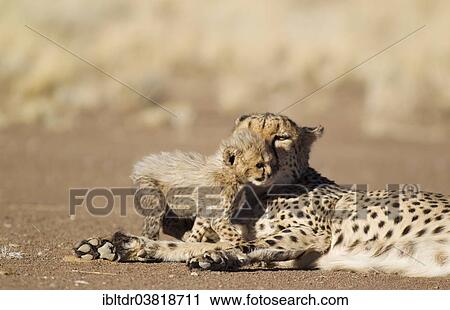 "Cheetah (Acinonyx jubatus), female resting with her cub, male, 39 days, captive, Namibia, Africa" View Large Photo Image Stock Image - "Cheetah (Acinonyx jubatus), female resting with her cub, male, 39 days, captive, Namibia, Africa". Fotosearch