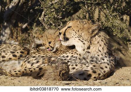 Stock Image - "Cheetah (Acinonyx jubatus), female grooming one of her two male cubs, 41 days, captive, Namibia, Africa". Fotosearch