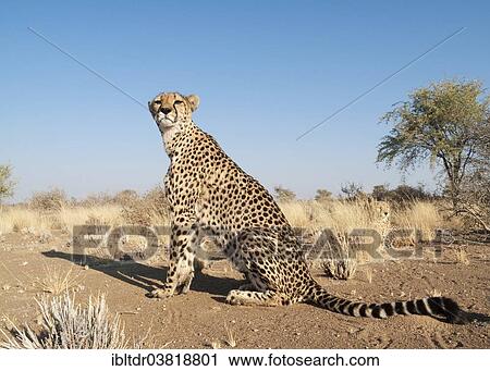 "Cheetah (Acinonyx jubatus), female, resting in the grass to her right a male, captive, Namibia, Africa" View Large Photo Image Stock Image - "Cheetah (Acinonyx jubatus), female, resting in the grass to her right a male, captive, Namibia, Africa". Fotosearch
