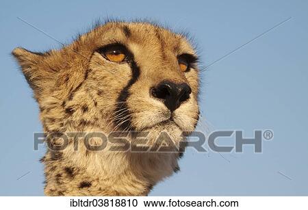 "Cheetah (Acinonyx jubatus), female, portrait, captive, Harnas Wildlife Foundation, Namibia, Africa" View Large Photo Image Stock Image - "Cheetah (Acinonyx jubatus), female, portrait, captive, Harnas Wildlife Foundation, Namibia, Africa". Fotosearch