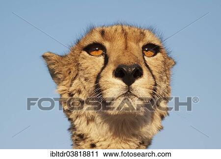 Stock Image - "Cheetah (Acinonyx jubatus), female, portrait, captive, Harnas Wildlife Foundation, Namibia, Africa". Fotosearch