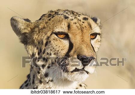 "Cheetah (Acinonyx jubatus), female, portrait, captive, Namibia, Africa" View Large Photo Image Stock Photo - "Cheetah (Acinonyx jubatus), female, portrait, captive, Namibia, Africa". Fotosearch