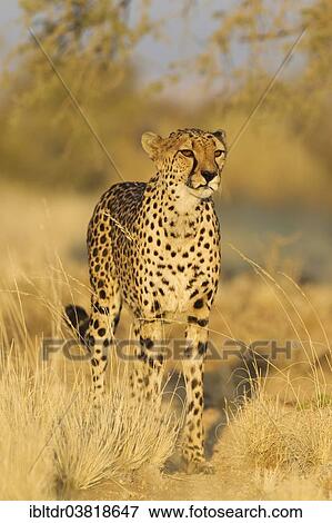 "Cheetah (Acinonyx jubatus), female, captive, Namibia, Africa" View Large Photo Image Stock Photo - "Cheetah (Acinonyx jubatus), female, captive, Namibia, Africa". Fotosearch