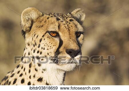 Stock Photo - "Cheetah (Acinonyx jubatus), female, portrait, captive, Namibia, Africa". Fotosearch