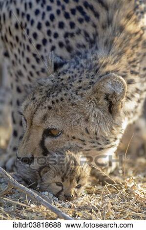 "Cheetah (Acinonyx jubatus), female tries to grab her cub, male, 19 days, captive, Namibia, Africa" View Large Photo Image Stock Photo - "Cheetah (Acinonyx jubatus), female tries to grab her cub, male, 19 days, captive, Namibia, Africa". Fotosearch