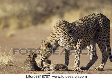 "Cheetah (Acinonyx jubatus), female grooming of her cubs, male, 39 days, captive, Namibia, Africa" View Large Photo Image Stock Photo - "Cheetah (Acinonyx jubatus), female grooming of her cubs, male, 39 days, captive, Namibia, Africa". Fotosearch