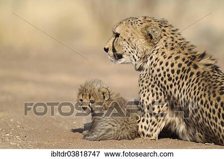 "Cheetah (Acinonyx jubatus), female resting with her cub, male, 40 days, captive, Namibia, Africa" View Large Photo Image Stock Photo - "Cheetah (Acinonyx jubatus), female resting with her cub, male, 40 days, captive, Namibia, Africa". Fotosearch