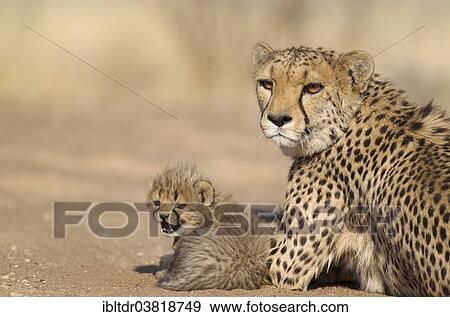 Stock Photo - "Cheetah (Acinonyx jubatus), female resting with her cub, male, 40 days, captive, Namibia, Africa". Fotosearch