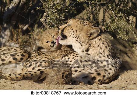 "Cheetah (Acinonyx jubatus), female grooming one of her two male cubs, 41 days, captive, Namibia, Africa" View Large Photo Image Stock Photo - "Cheetah (Acinonyx jubatus), female grooming one of her two male cubs, 41 days, captive, Namibia, Africa". Fotosearch