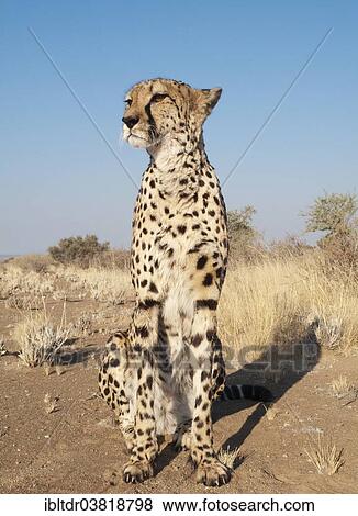 "Cheetah (Acinonyx jubatus), female, captive, Namibia, Africa" View Large Photo Image Stock Photo - "Cheetah (Acinonyx jubatus), female, captive, Namibia, Africa". Fotosearch