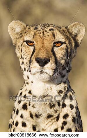 "Cheetah (Acinonyx jubatus), female, portrait, captive, Namibia, Africa" View Large Photo Image Stock Photograph - "Cheetah (Acinonyx jubatus), female, portrait, captive, Namibia, Africa". Fotosearch