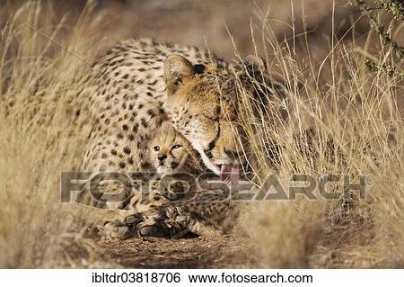 Stock Photograph - "Cheetah (Acinonyx jubatus), female grooming her cub, male, 39 days, captive, Namibia, Africa". Fotosearch