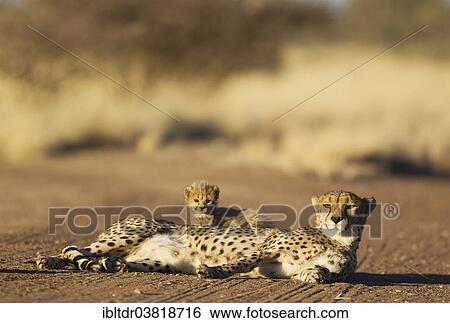 Stock Photograph - "Cheetah (Acinonyx jubatus), female resting with her cub, male, 39 days, on a dirt road, captive, Namibia, Africa". Fotosearch