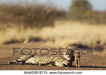 "Cheetah (Acinonyx jubatus), female resting with her cub, male, 39 days, on a dirt road, captive, Namibia, Africa" View Large Photo Image Stock Photography - "Cheetah (Acinonyx jubatus), female resting with her cub, male, 39 days, on a dirt road, captive, Namibia, Africa". Fotosearch